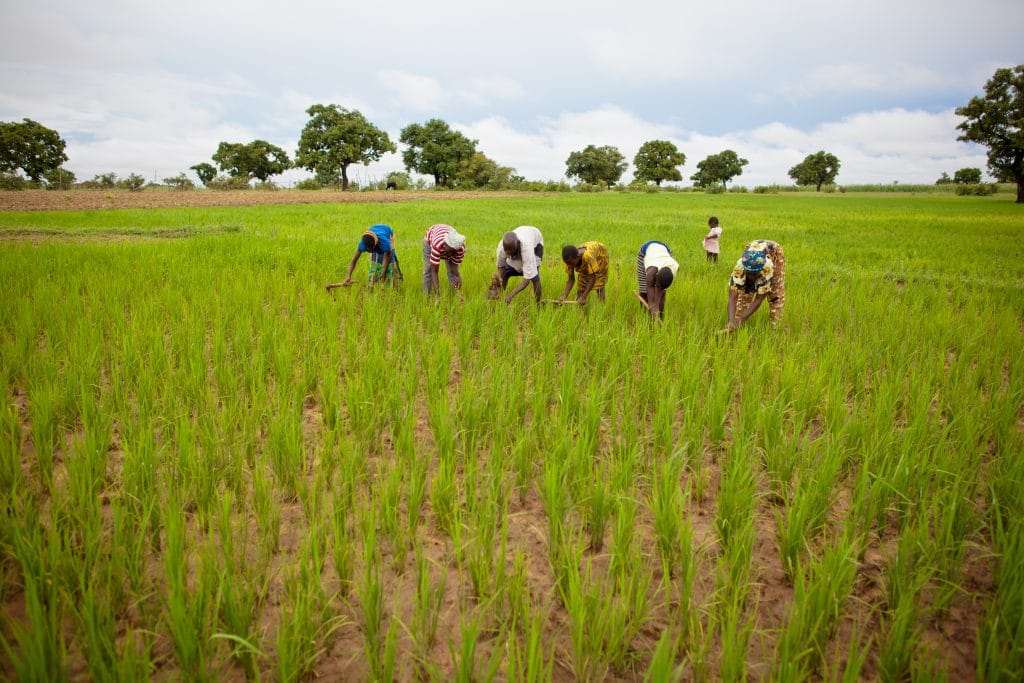 Why Women Farmers Are Key to Climate Resilience - CARE Climate Change