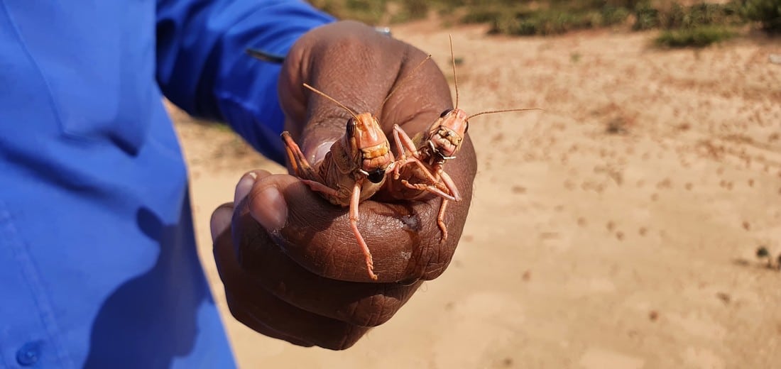 Locusts, Somalia 2020